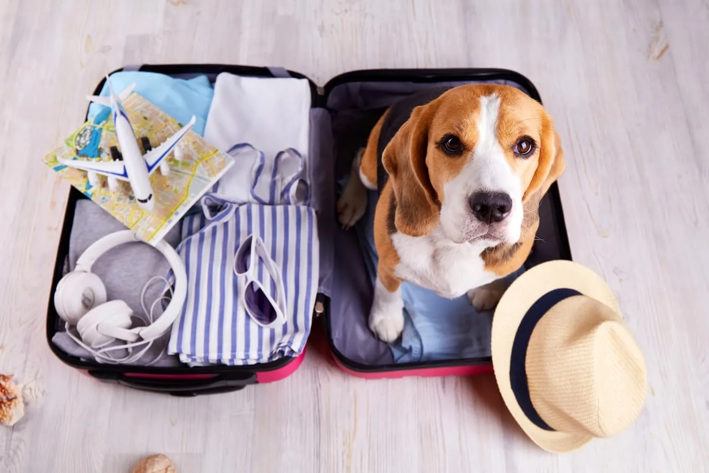 Beagle sitting on packed vacation clothes in an open suitcase surrounded by a paper map, toy airplane, sunglasses, headphones, and a hat